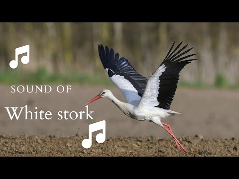 👉 S22 White stork ( Ciconia ciconia ) | Barza