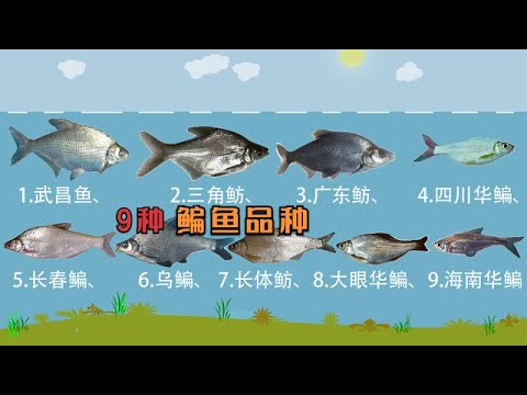 武昌鱼是鳊鱼吗？9个鳊鱼品种人人都见过，但没几个人能叫出名字