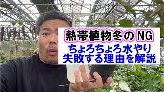 【観葉植物】冬のちょろちょろ水やりを解説