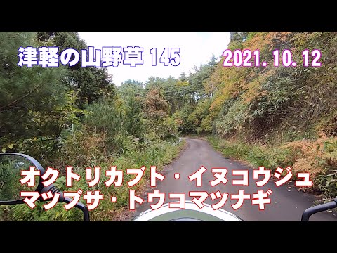 津軽の山野草145(ｵｸﾄﾘｶﾌﾞﾄ・ｲﾇｺｳｼﾞｭ・ﾏﾂﾌﾞｻ・ﾄｳｺﾏﾂﾅｷﾞ)