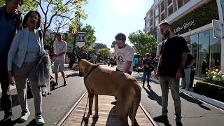 Cash 2.0 Great Dane at the Americana at Brand in Glendale, California 12