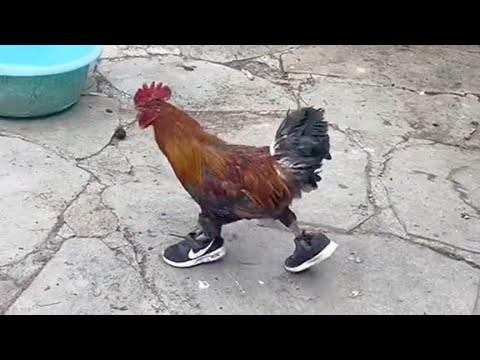 最有趣的动物视频🤣 - 最有趣的狗和猫 /funny animals/funny dogs/funny cats | "動物搞笑視頻"合集