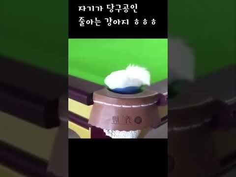 당구장에 처음 놀러간 강이쥐~#shorts