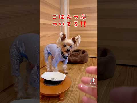 【ペット食育士 シニア犬】ごはんつぶついてる‼️ #いやしわんこ #犬のいる暮らし #可愛いわんこ #dog #癒し #癒しワンコ #わんちゃんのいる生活 #愛犬