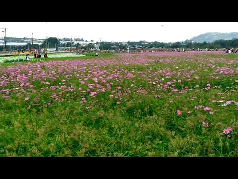 欣賞106年11月14日，台中花海節花朶滿園開景觀(2)