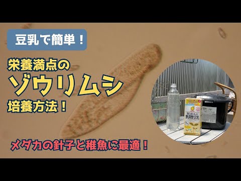 【絶対成功！】ゾウリムシの培養方法を紹介します！色々試した中で、このやり方が一番安定しました。