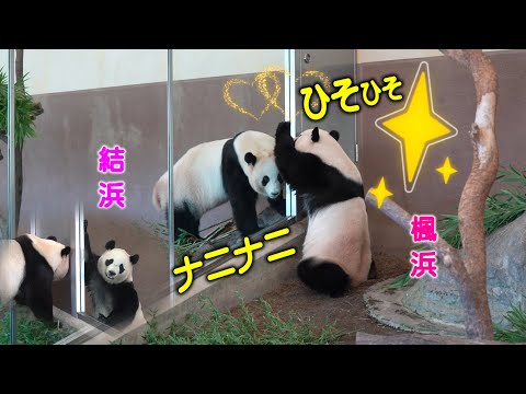 【また結ネエにオネダリ 】子パンダ楓浜 オネダリは飼育員さんだよ