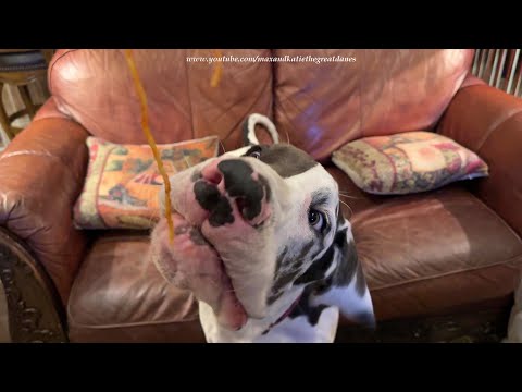 Funny Polite Great Danes Enjoy Puppy's First Taste Of Spaghetti