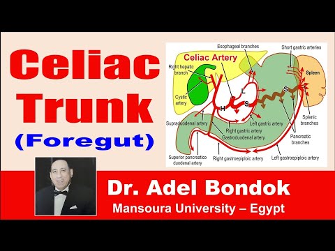 Celiac Trunk (Celiac Artery), Dr Adel Bondok