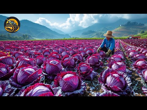 How To Plan The Most Effective Way To Grow Cabbage - Agriculture with Grand Machine