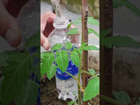 Tips for growing super fruit tomatoes, sweet and delicious, easy for beginners (P2)