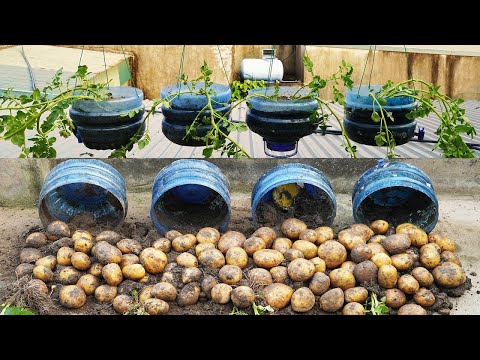 Surprised With How To Grow GIANT Potatoes In Plastic Bottles! Instructions Step By Step