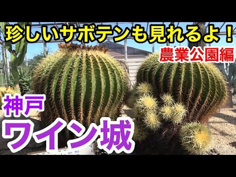 【神戸観光】珍しいサボテンも見れるよ！ 神戸ワイナリー 〜農業公園編〜