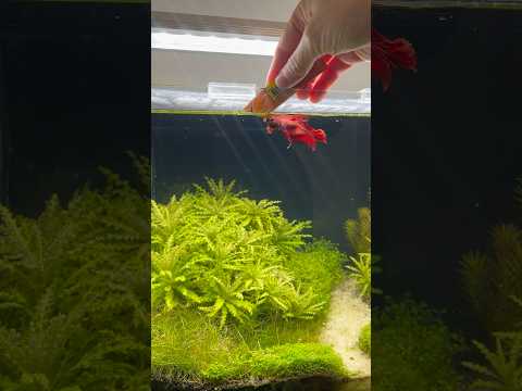 Betta feeding #bettafish #aquarium #aquascape #fishtank #aquascaping #fish #fishkeeping #plantedtank