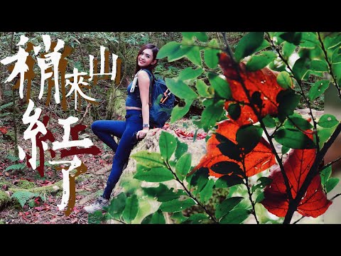 “楓”紅葉！沒陡坡免攀繩！稍來山這樣爬輕鬆到想“扭腰擺臀”～大雪山林道35K登稍來山.稍來山南峰來回。