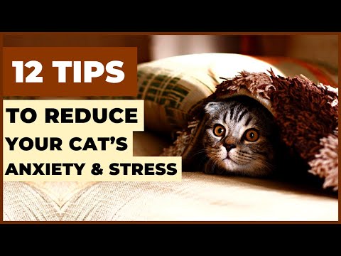 12 Tips to Reduce Your Cat’s Anxiety and Stress (Part 1)