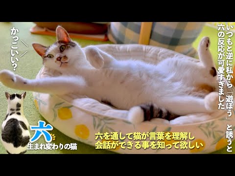 いつもとは逆に、私から愛猫に「遊ぼう」と言ってみたら、愛猫の反応が可愛すぎました | [生まれ変わりの猫] 六