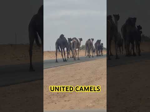 United Camels II #saudiarabia #saudivision2030 #youtube #youtubviralshorts #trainingzone #ksa #ksa