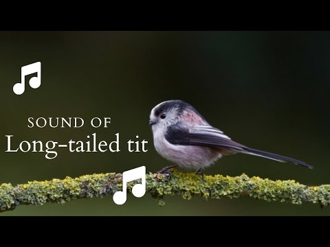 👉 S19 Long-tailed tit ( Aegithalos caudatus ) | Pițigoi codat