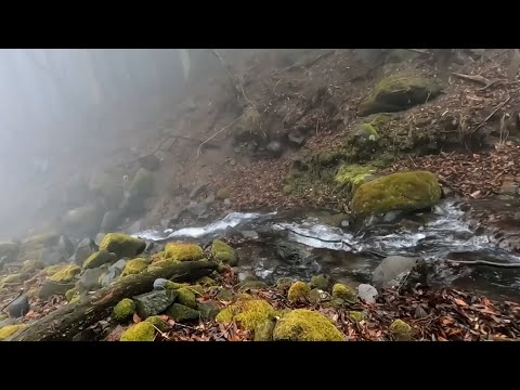 【8h】Mystical River Sounds in a Foggy Japanese Hidden Paradise | Relaxing Nature Ambience