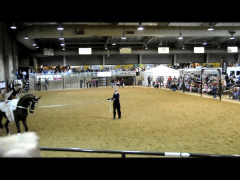 Vaulting on horses @horse expo