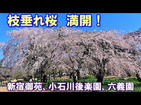 【4K】枝垂れ桜満開！「新宿御苑、小石川後楽園、六義園」2024