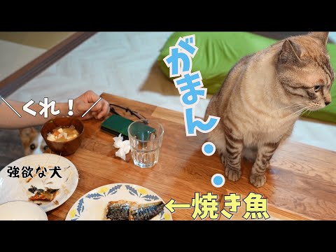 目の前の焼き魚を我慢する猫がかわいい