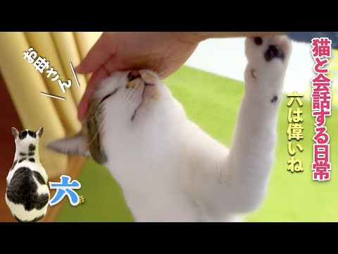 「六(猫)は偉いね」愛猫は返事ができて、呼んだら駆け寄ってくる。そして私を「お母さん」と呼んでくれる | [生まれ変わりの猫] 六 (Roku)