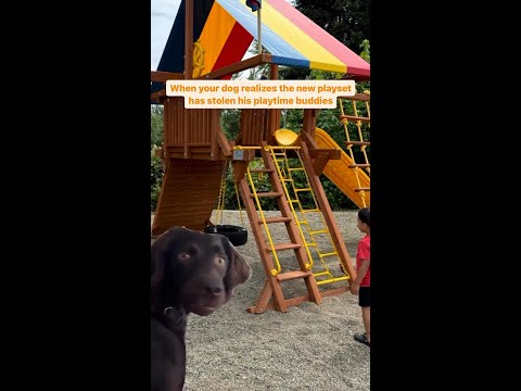 POV: Your dog realizes the new Rainbow Playset has stolen their playtime buddy