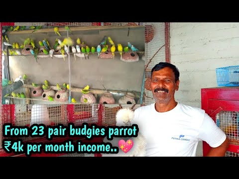 Budgerigar breeding set up visit video // Exotic birds keeping as a hobby & Side income //