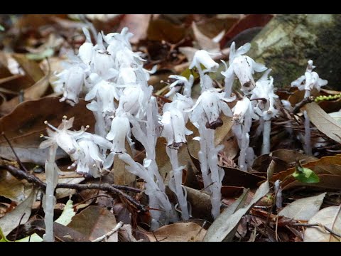 大神神社の銀竜草 2024.04.24