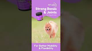 Vet-approved BAI Certified Pet Logic Strong Bones & Joints Supplement Chews