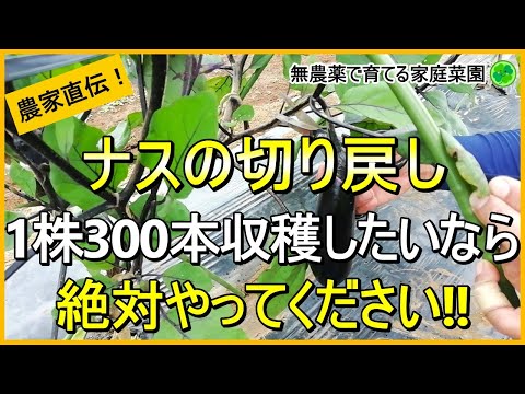 【ナス栽培】切り戻し剪定をすれば良い実が長くたくさん収穫できます！【有機農家直伝！無農薬で育てる家庭菜園】　24/6/29