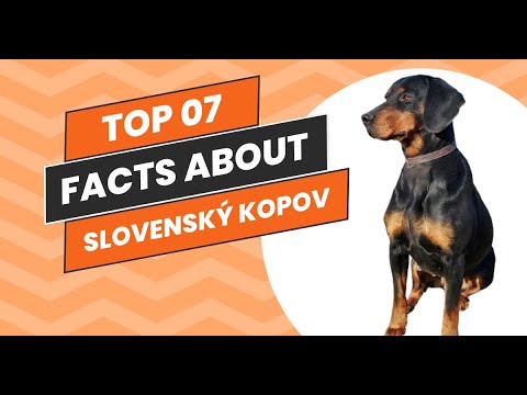 Top 07 Reasons Why the "Black & Brown Hound" Will Steal Your Heart (Slovenský Kopov)