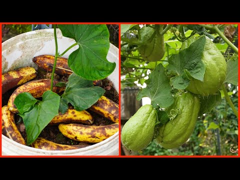 Gardening Tips Not Everyone Knows/ Useful Gardening Tips Vegetables on Balcony for Beginners