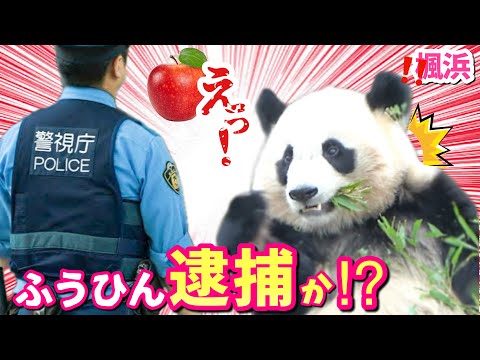 【パンダアイドル🐼楓浜】ふうひん🍎リンゴ強奪❗️警察官が出動か⁉️