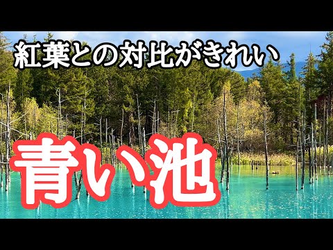 【2024紅葉名所巡り】北海道美瑛・富良野　早朝の青い池、湯気の昇る白金温泉、望岳台から見える十勝岳連峰と紅葉　撮影：2024年10月13日