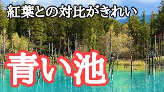 【2024紅葉名所巡り】北海道美瑛・富良野　早朝の青い池、湯気の昇る白金温泉、望岳台から見える十勝岳連峰と紅葉　撮影：2024年10月13日