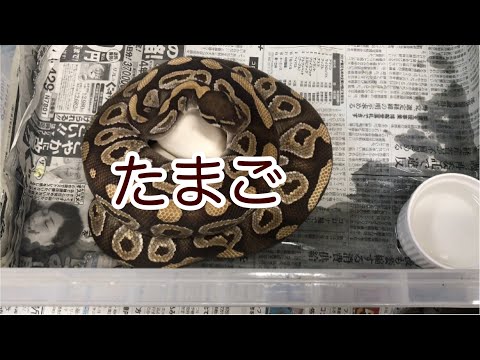 2020年ボールパイソン　Mojave×GHI 産卵