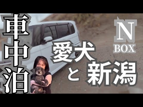 50代夫婦とわんこ車旅【自作ベッドで愛犬と初❤️車中泊①】N-BOXでわんこ連れ埼玉～新潟320㎞|心友とご対面❤️｜アラフィフ｜トイプードル｜50代夫婦｜関越自動車