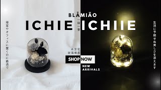 永生花玻璃罩擺設系列【BLAMIAO】一緣一會｜Preserved Flower Glass Dome Ichie Ichiie