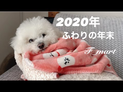 2020年ふわりの年末　-ビションフリーゼ犬ｰ