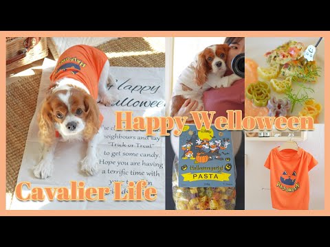 🐶👩🏻‍🦰ハロウィンムードな手作りわんこごはんで愛犬をおもてなし🎃🍝🤲🏻【キャバリア】