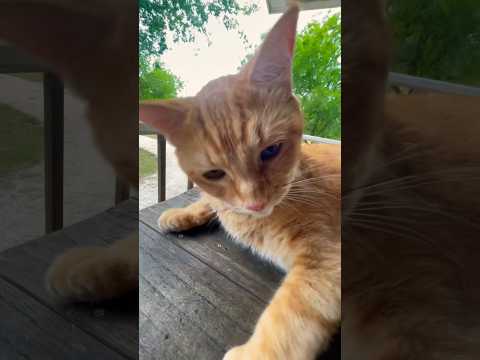 #countrylife #texas #precious #countrycat #orangecat #bigears #toebeans #catlovers