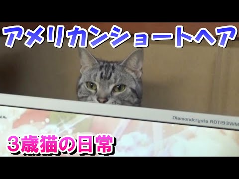 ３歳猫の日常の様子（アメリカンショートヘア）