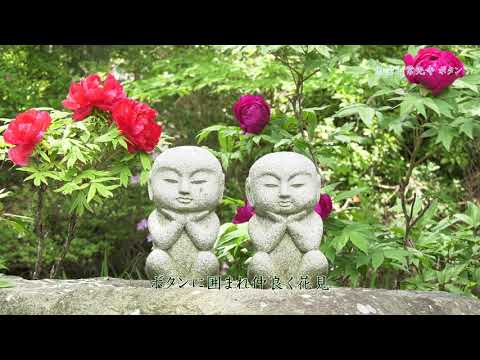 [4K] 2020ふるさと風景　塩尻市 「常光寺　牡丹（ボタン）」Many peonies bloom in Jokoji Temple