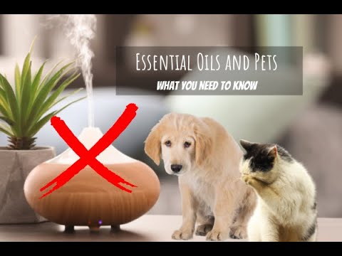 Essential Oils and Pets! By Dr. Evan Shaw