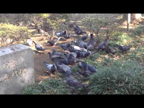 上野公園の鳩