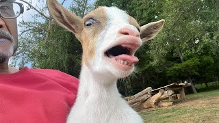 GOATS are the FUNNIEST ANIMALS on Earth 😂