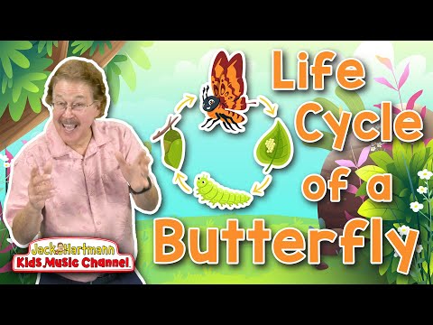 Life Cycle of a Butterfly | Metamorphosis Song for Kids | Jack Hartmann